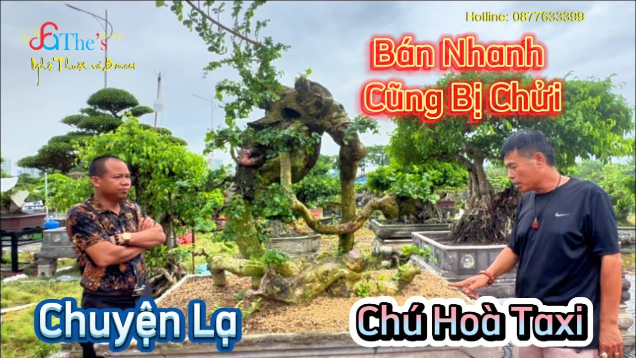 Chú Hoà Taxi Báo Giá loạt cây và chia sẻ câu chuyện bán cây Duối nhanh quá bị chửi rất lạ kỳ