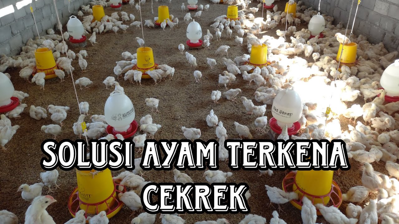 GIMANA SOLUSINYA AYAM TERKENA CEKREK/NGOROK/CRD ⁉️