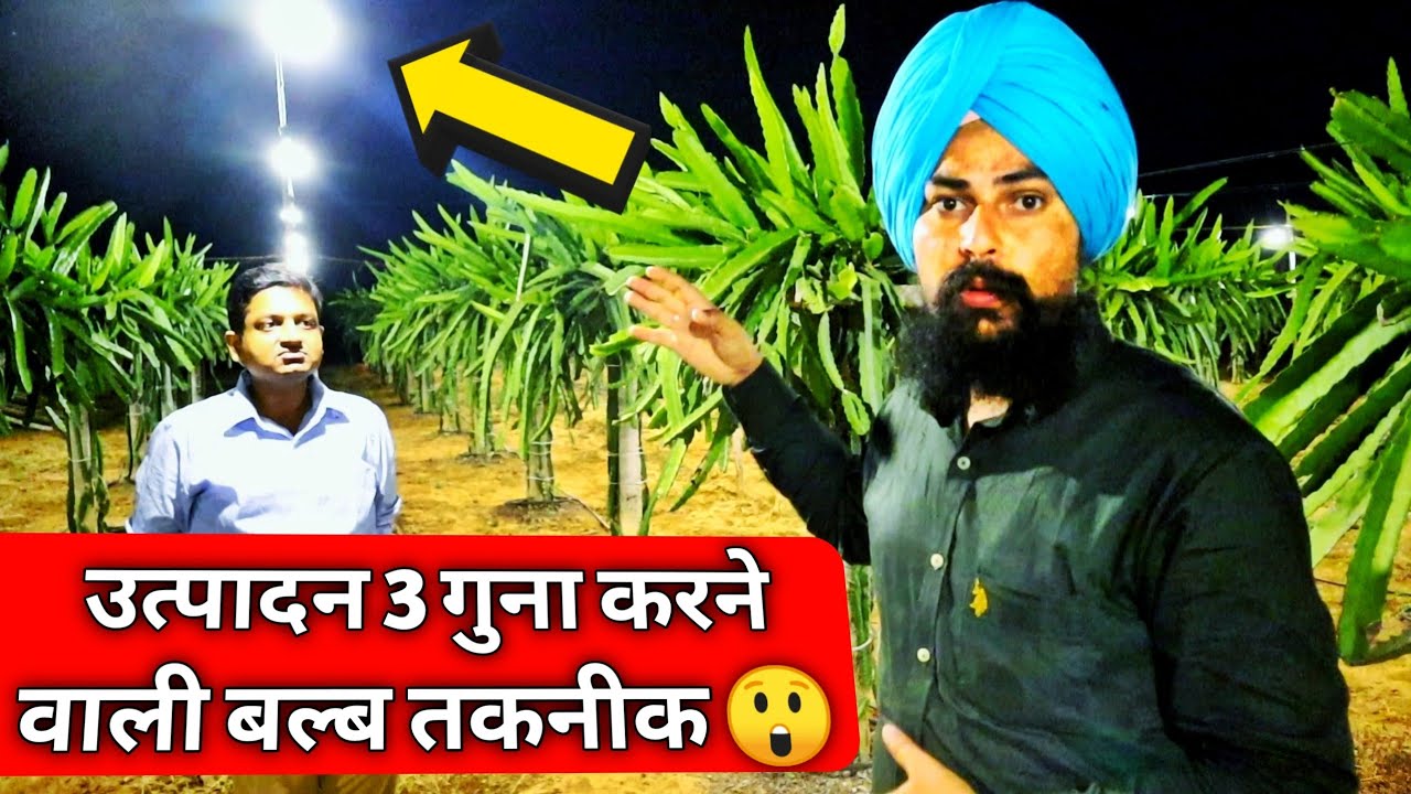 खेती में कमाई बढ़ाने का बल्ब जुगाड़|Artificial Light for Dragon fruit Farming in india 7702220145