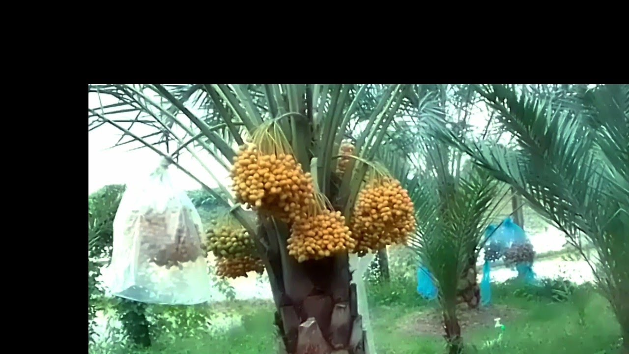 সৌদি খেজুরের টিযুকালচার গাছে ফলন বেশি না বীজের গাছে ফলন বেশি। ভিডিও  টি দেখে তা জেনেনিন। 
