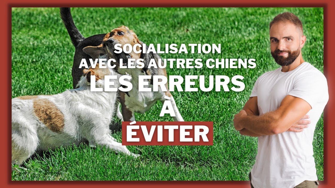 La socialisation chez le chien : les erreurs de dressage classique &agrave; &eacute;viter