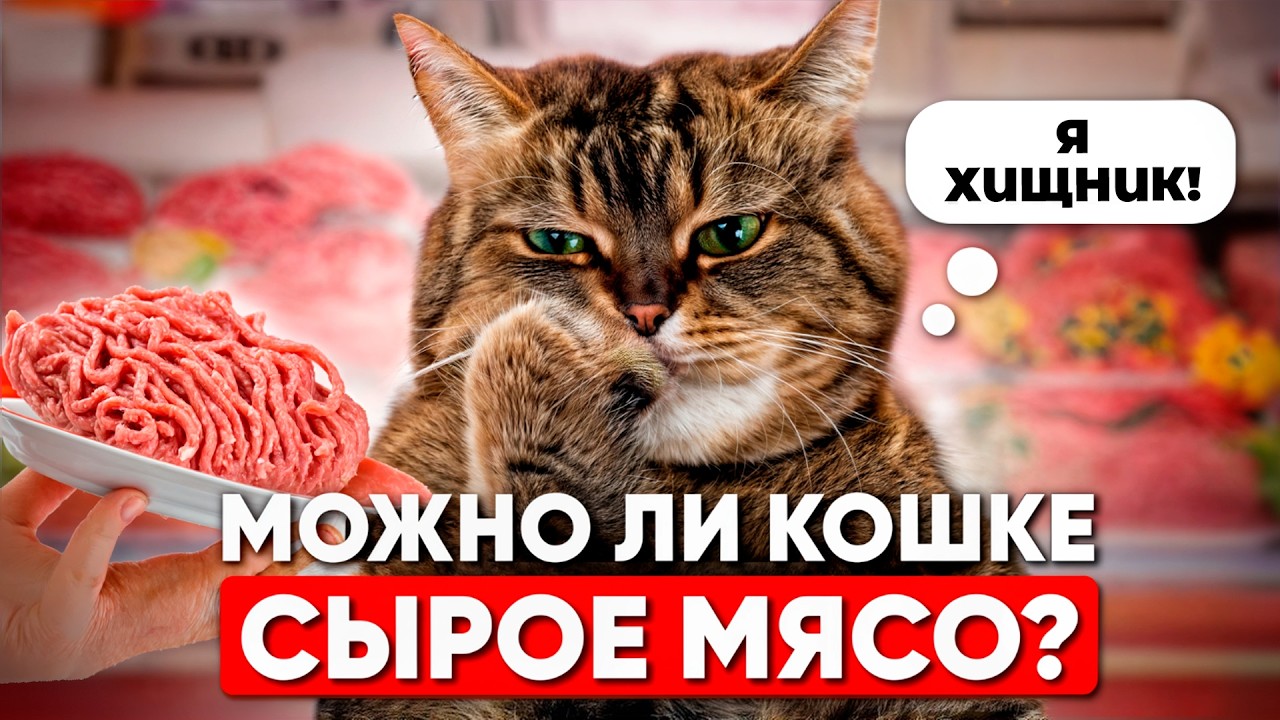 Можно ли кошке сырое мясо? А что думают ветеринары?