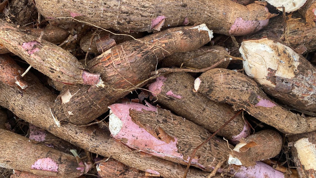 Récolte de manioc | Reportage