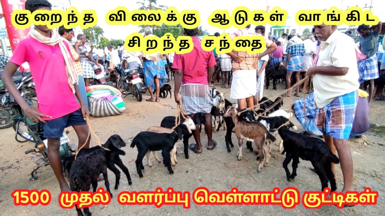 விராலிமலை ஆட்டு சந்தை விலை மற்றும் முழுமையான விளக்கம் | mysteryofvillage