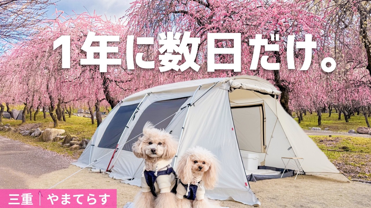 この景色が見たかった…！三重・いなべ市梅林公園で愛犬と春キャンプ🌸【やまてらす｜夫婦キャンプ】