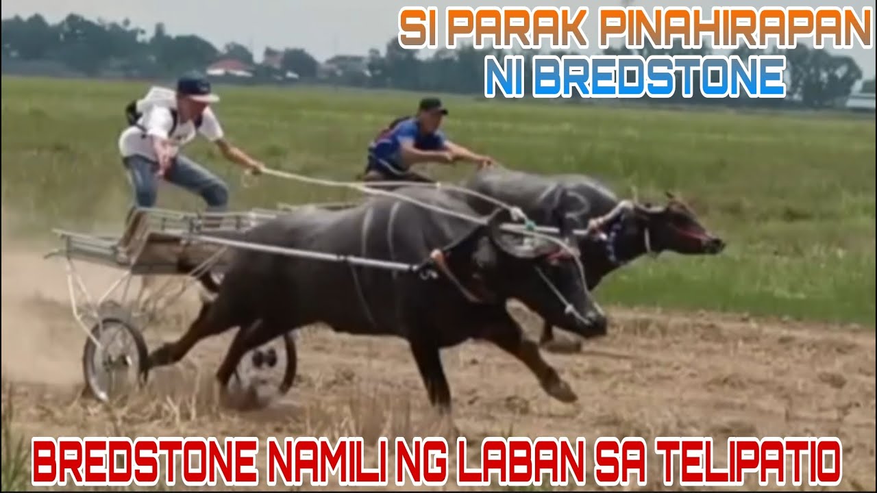 PART2 SI PARAK MGA IDOL PINAHIRAPAN NI BREDSTONE BAKBAKAN SA TELIPATIO SAN ELDIFONSO BULACAN