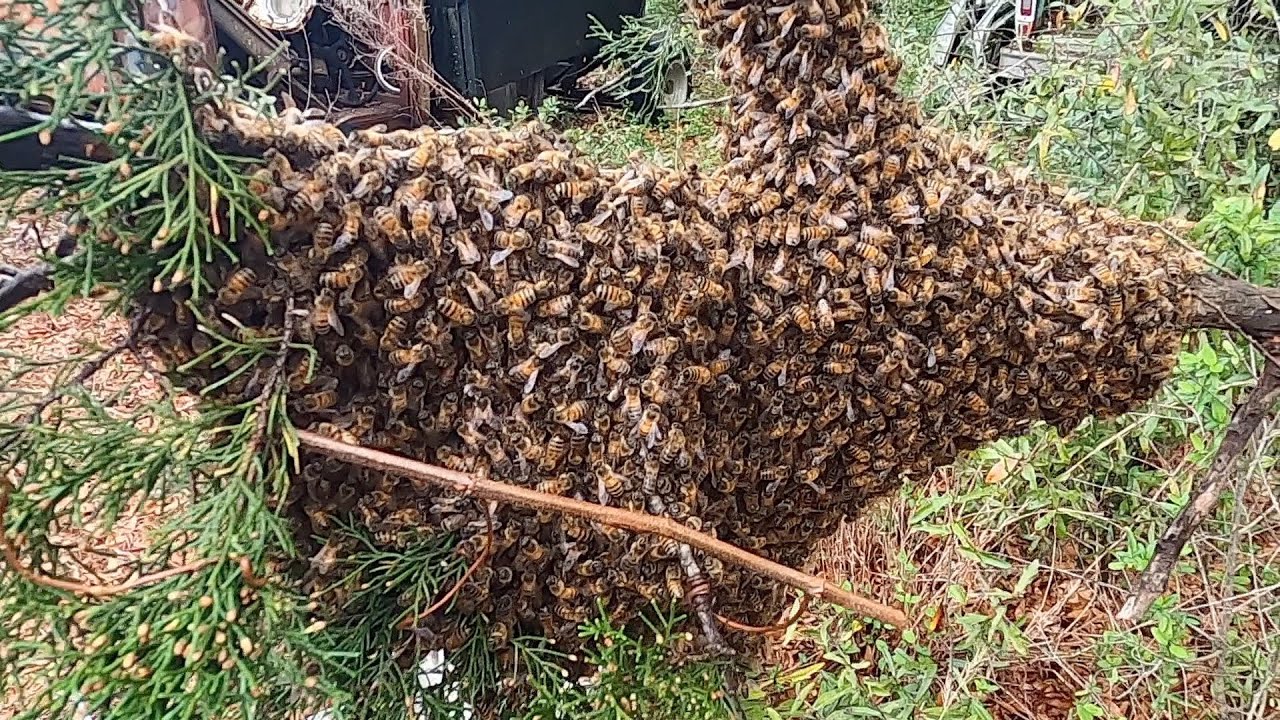Wild Bees From a Cedar Tree