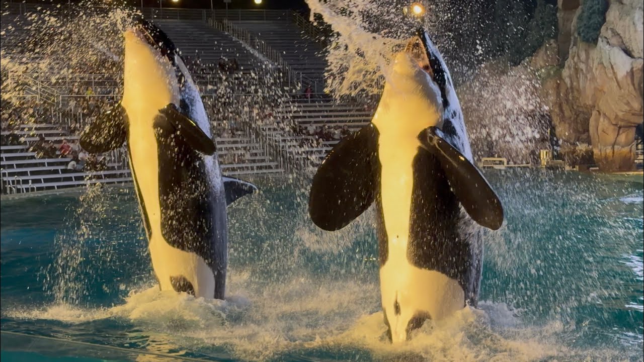 Orca Encounter 2.0 (Full Show) - SeaWorld San Diego - November 9, 2025