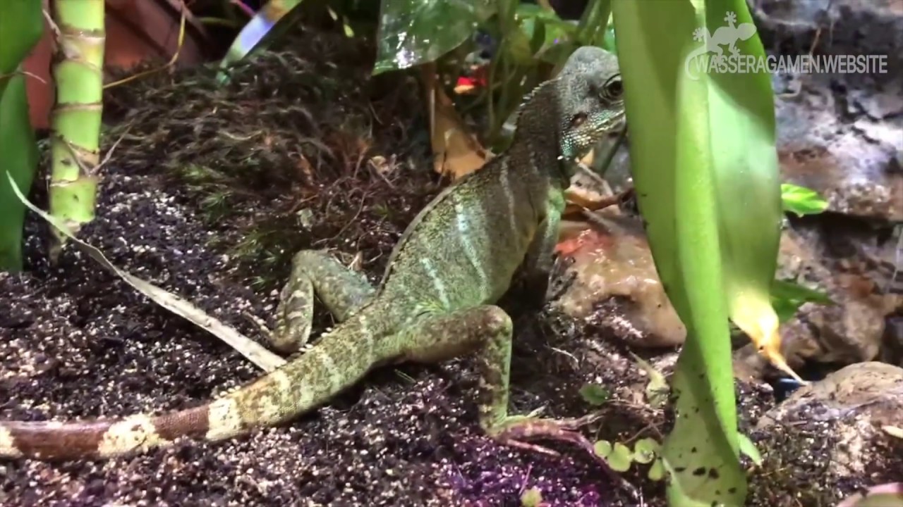 Pflanzen Welt im Wasseragamen Terrarium