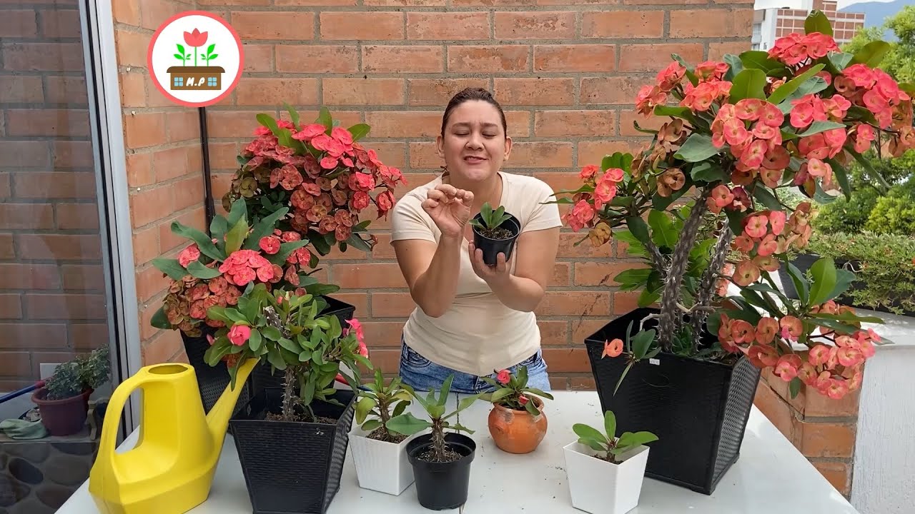 Consejos para que Coronas de Cristo tengan ABUNDANTE FLORACION 🌺 - Mis Plantas