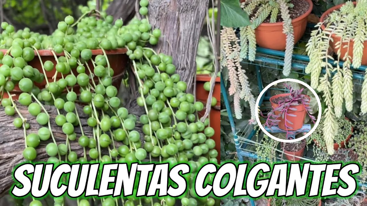 Suculentas COLGANTES | Tips, Nombres y Diferencias