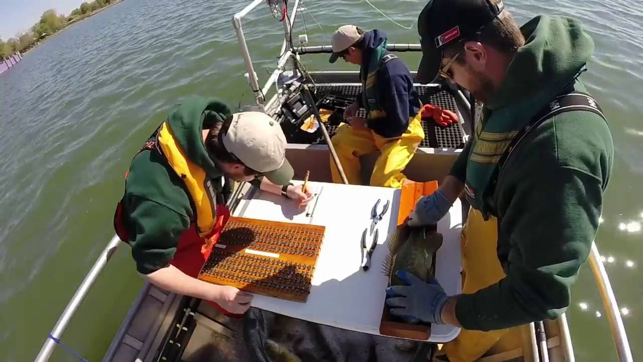 Lake St. Clair - Smallmouth Bass Tagging 2016