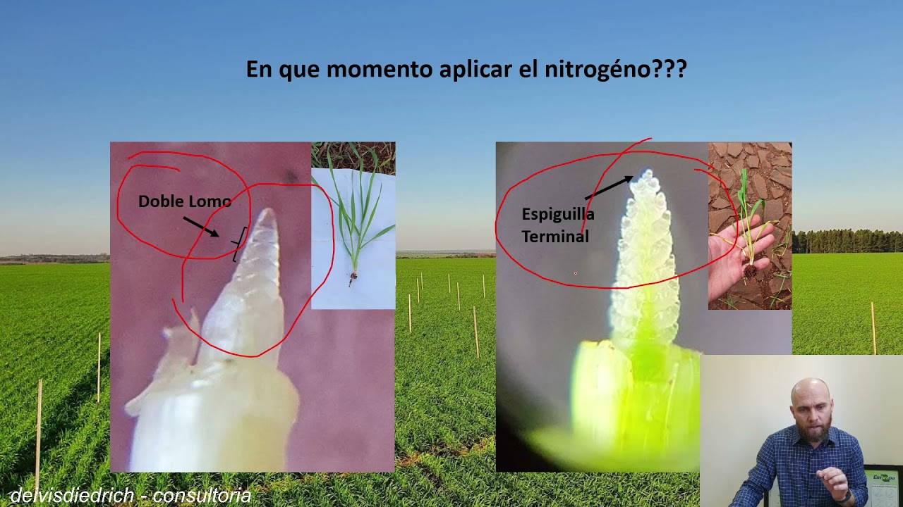 Manejo eficiente del nitrógeno en el cultivo del trigo!!