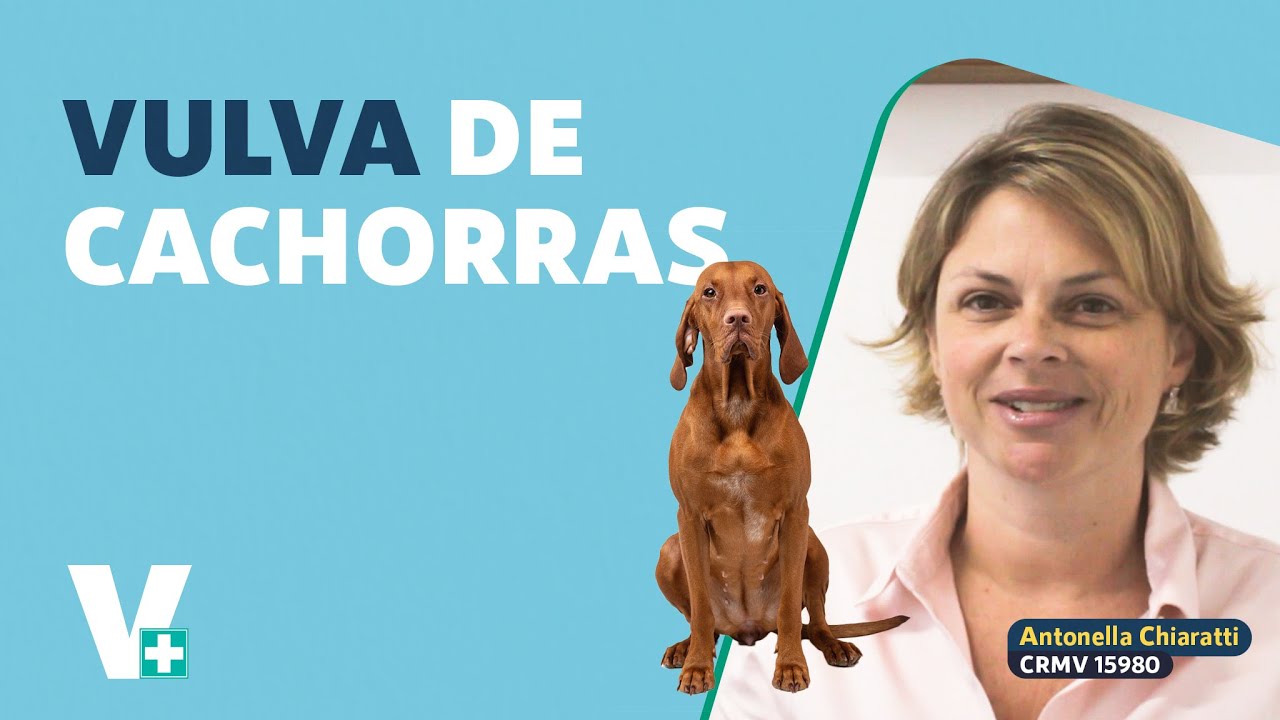 Cadela com corrimento e secreção na vulva