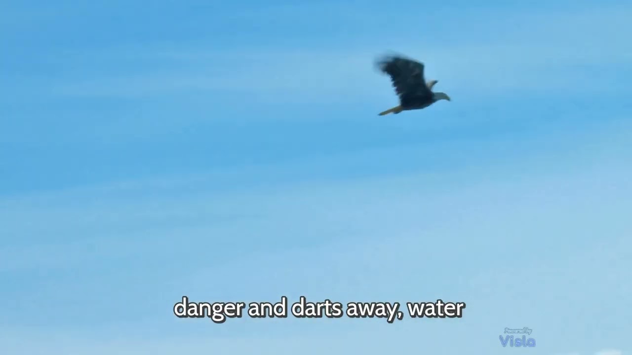 Thrilling Sunrise Chase  Eagle vs Fish in Cinematic Wildlife Showdown online video cutter com
