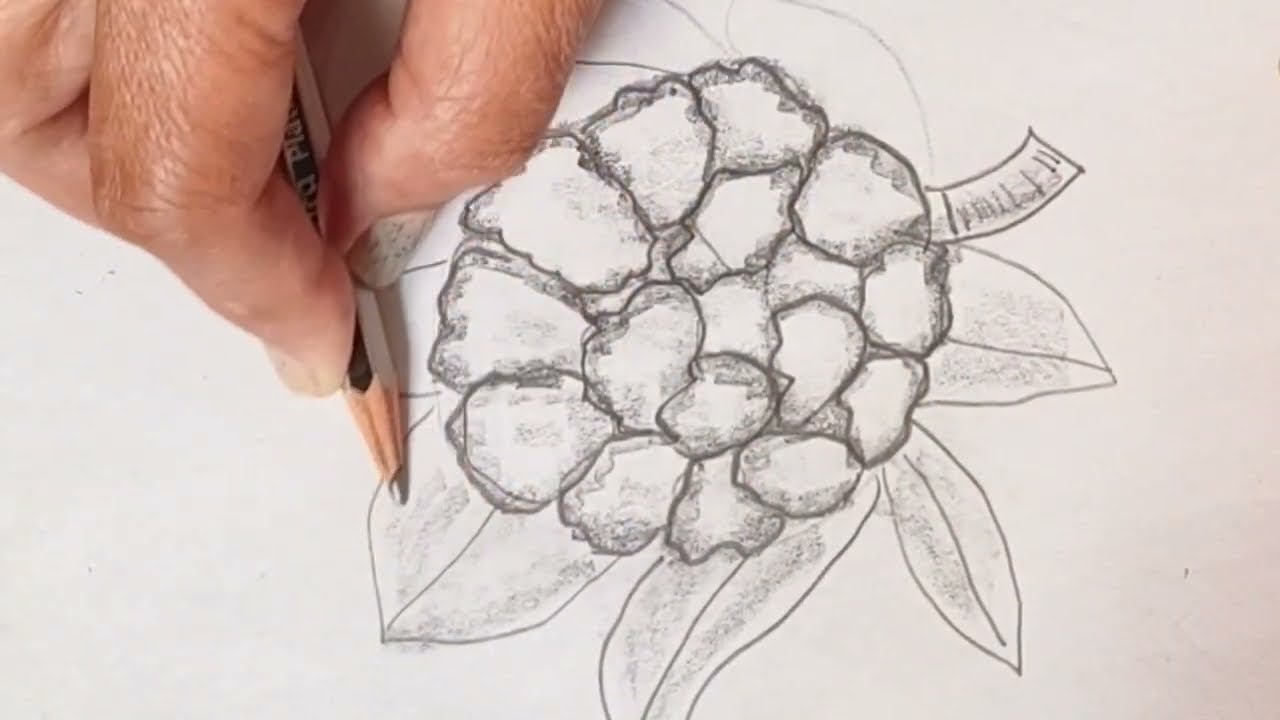 How to draw cauliflower vegetable easy/Phool gobhi drawing tutorial /गोभी सब्जी का चित्र