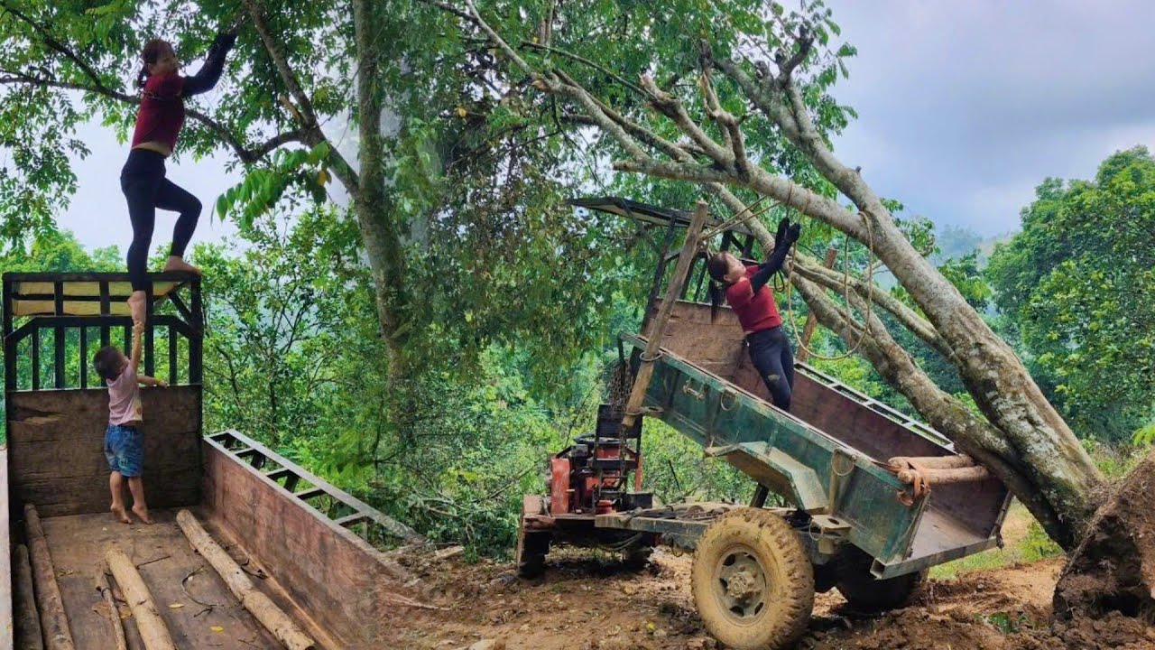 Full Video: A Single Mother's Journey Driving an Agricultural Truck - Transporting Large Logs Alone