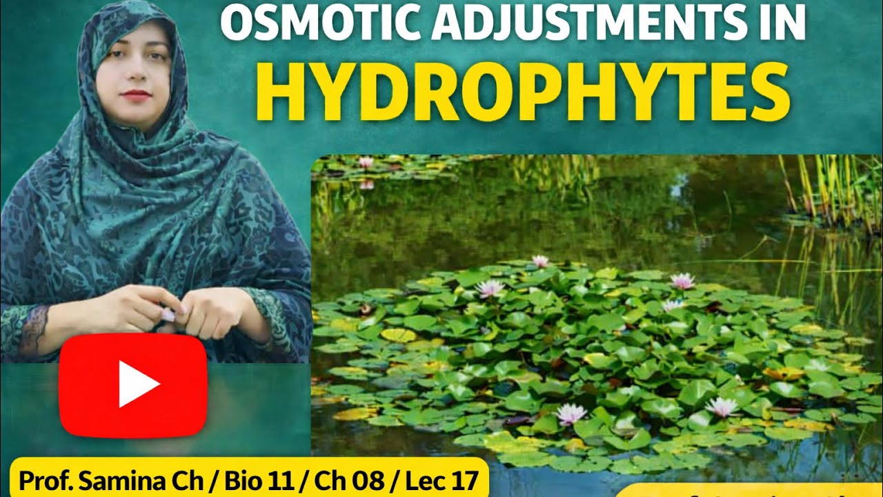 Osmotic Adjustment in Hydrophytes | Osmoregulation in Aquatic Plants | Plant Physiology