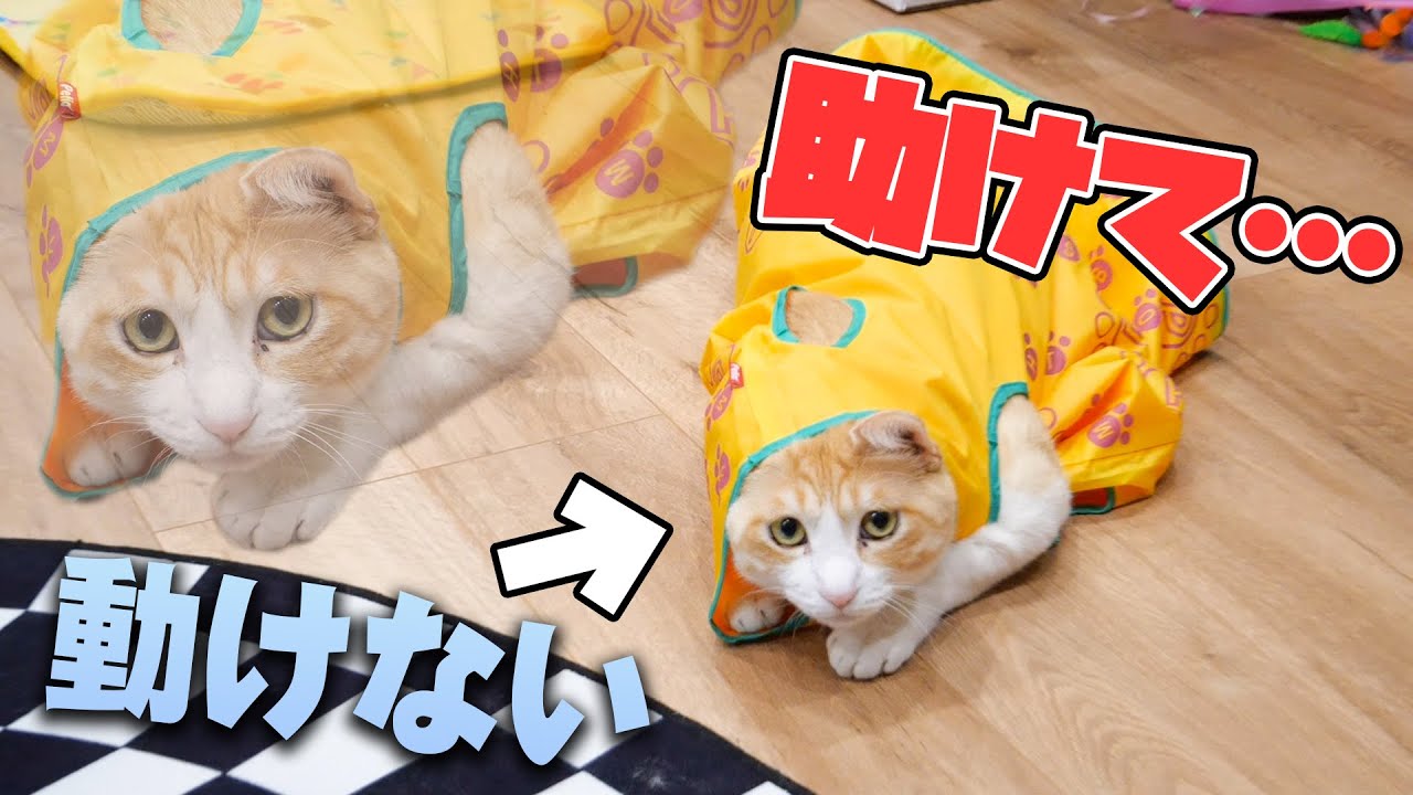 遊んでたら身動きが取れなくなって困っちゃった猫