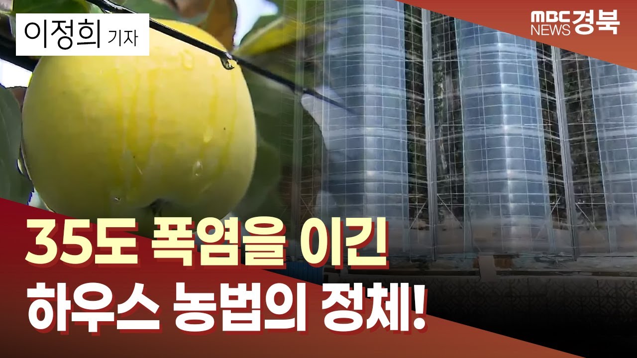 R] 전국 최초 사과 하우스 재배..청송 '차세대 황금사과' 선도 / 안동MBC