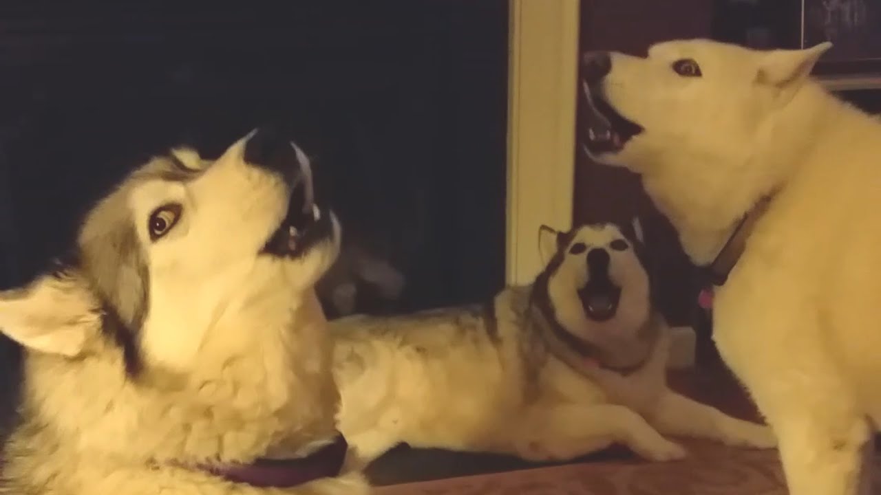 Pack of Huskies Sing Together 🐕🐕🐕