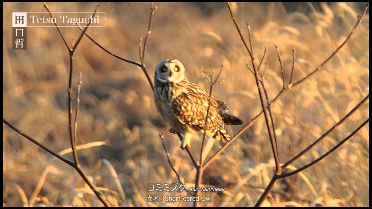 コミミズク（小耳木菟）平たい顔の猛禽類