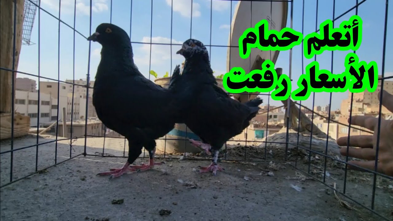 أتعلم الحمام الأول عشان تعرف تشتري وتفرخ وتبقي ناجح 📢