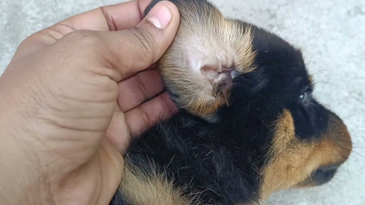 Day 19. #rottweiler #trending #viralvideo #vlogs #now #youtube video 