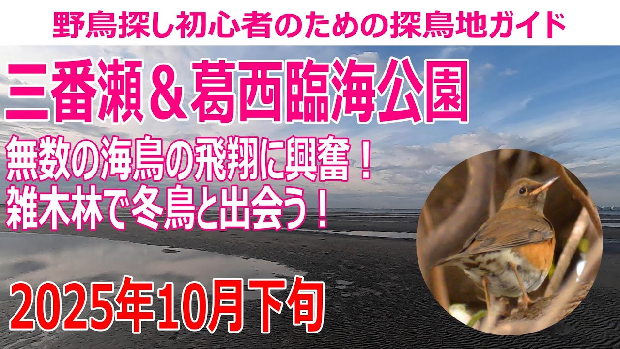 三番瀬(千葉県)＆葛西臨海公園(東京都)の探鳥地レポート 無数の海鳥の飛翔に興奮！雑木林で冬鳥と出会う！　2025年10下旬