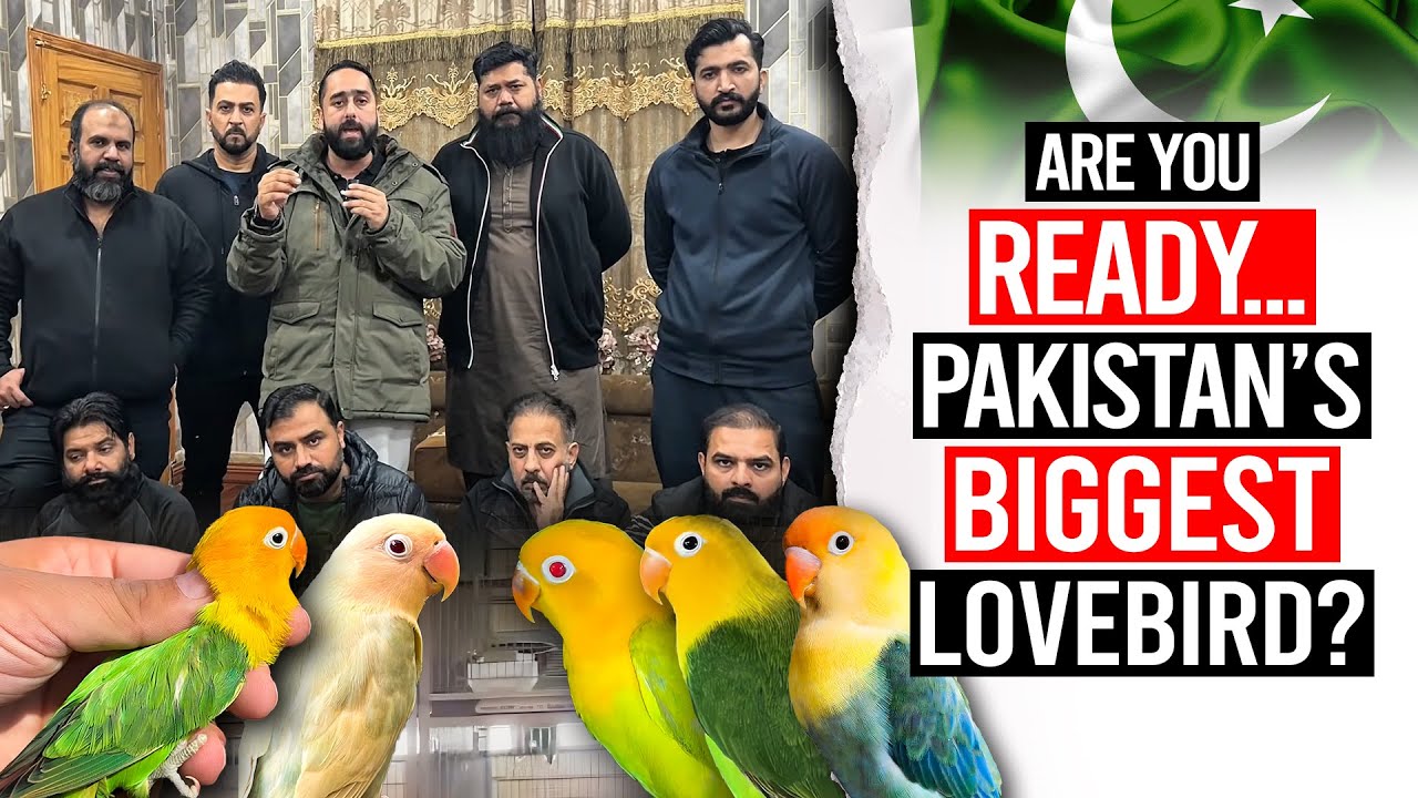 Are You Ready... Pakistan’s Biggest Lovebird?