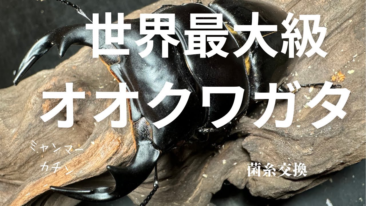 アンタエウスオオクワガタの最後の菌糸交換【ミャンマーカチン産】