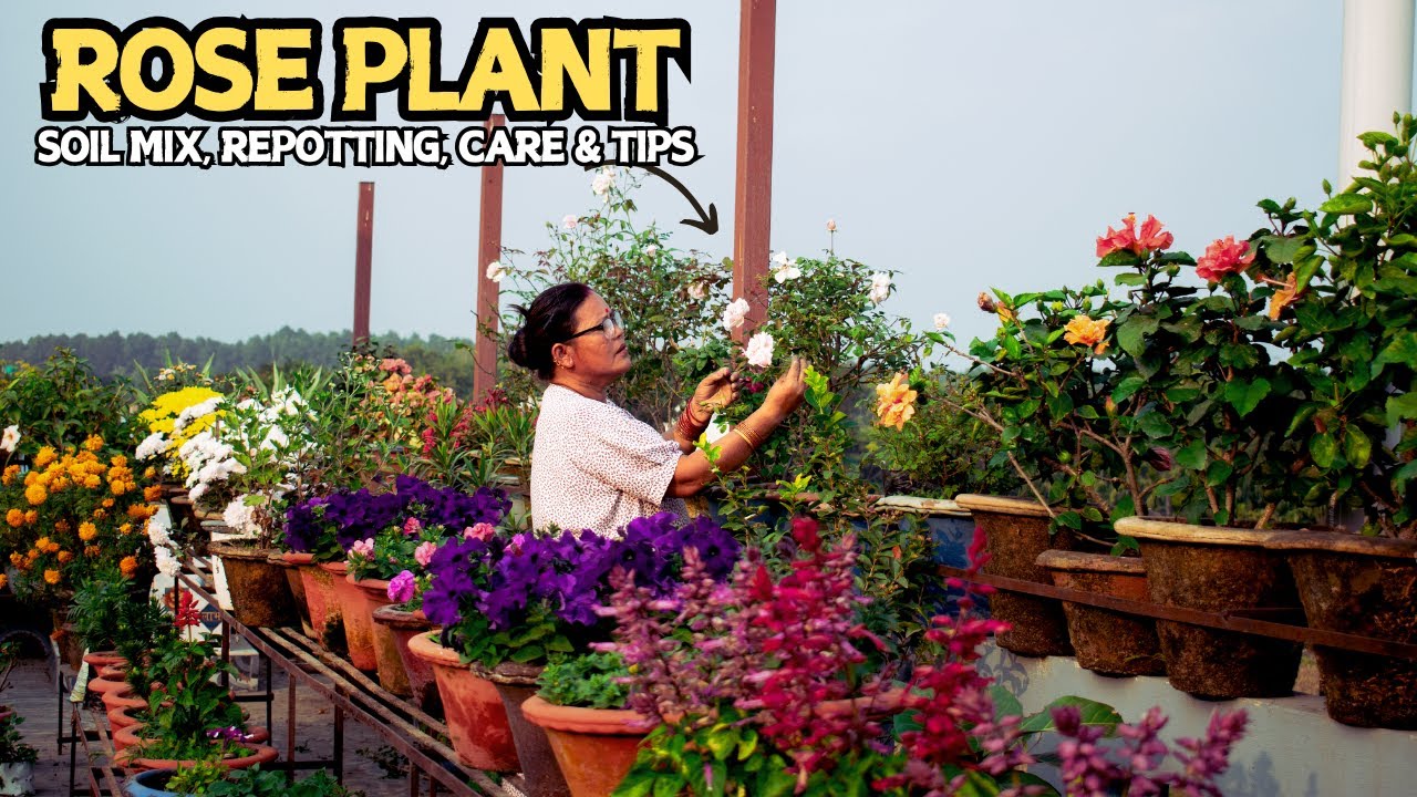 Top 3 Mistakes to Avoid in Rose Plant Care for Beginners I Nepali Garden Channel