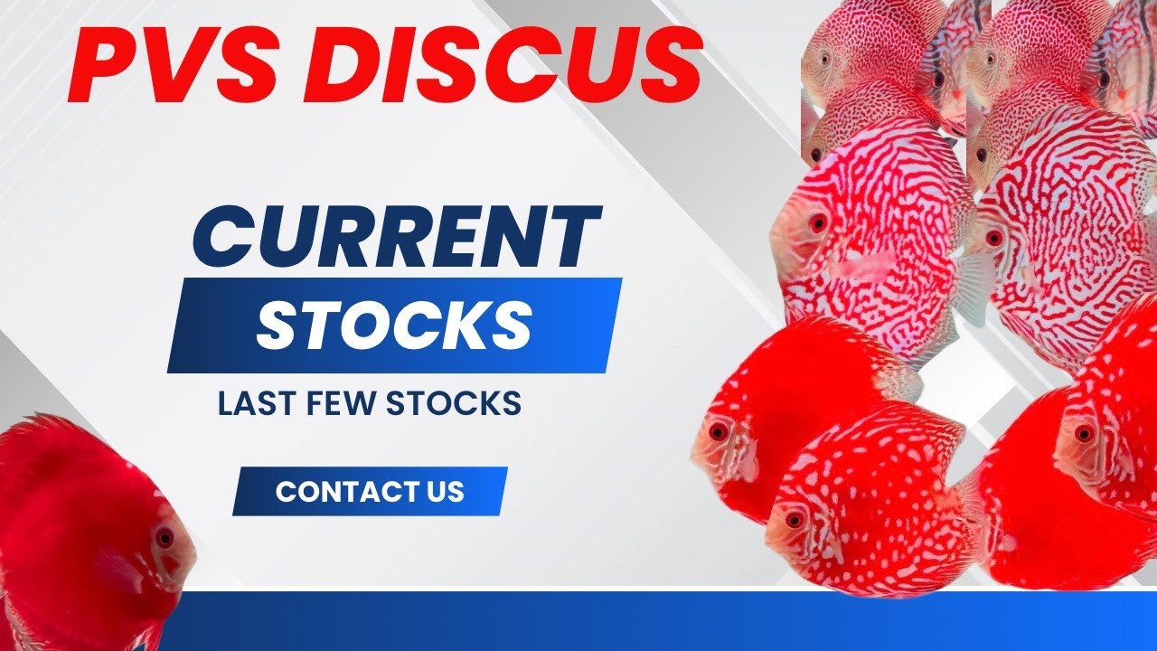 Current stocks update… at PVS Discus #discus #importedfish #aquarium #aquascaping 