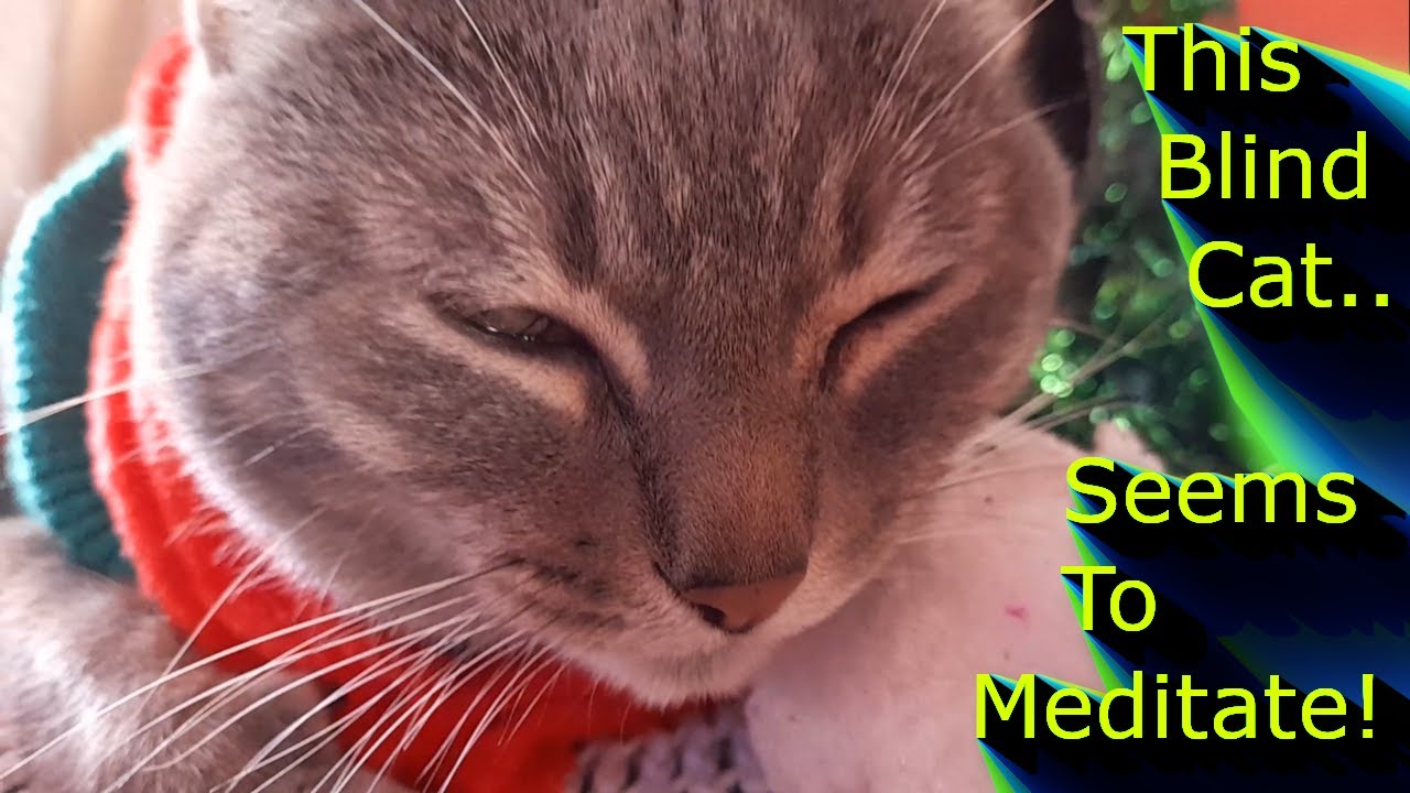 This Blind Cat Seems To Meditate!