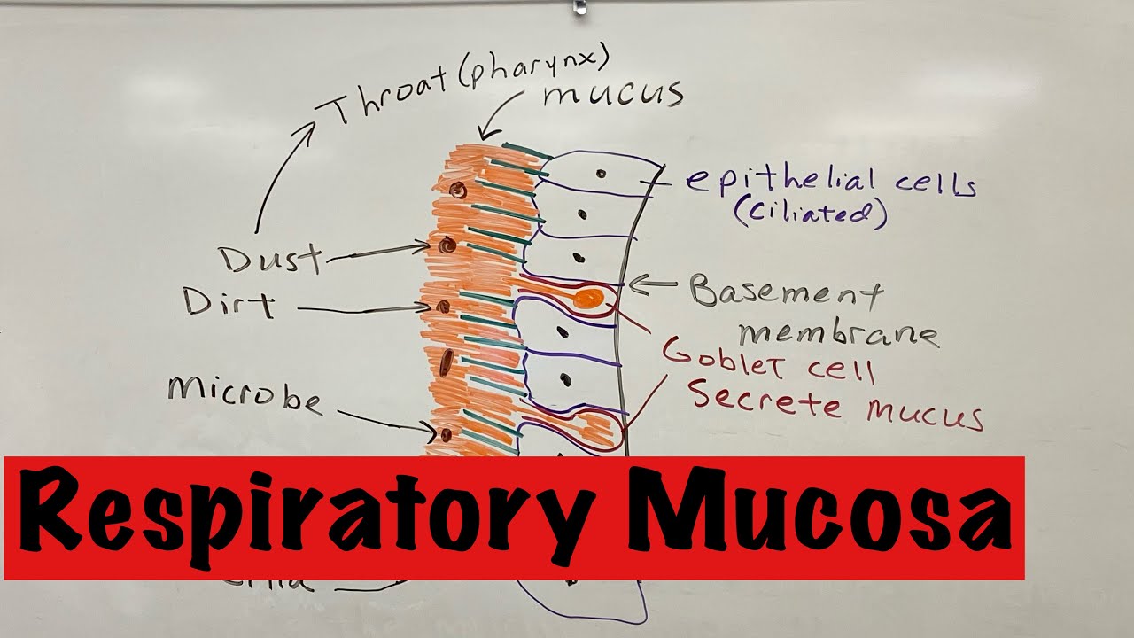 Respiratory Mucosa