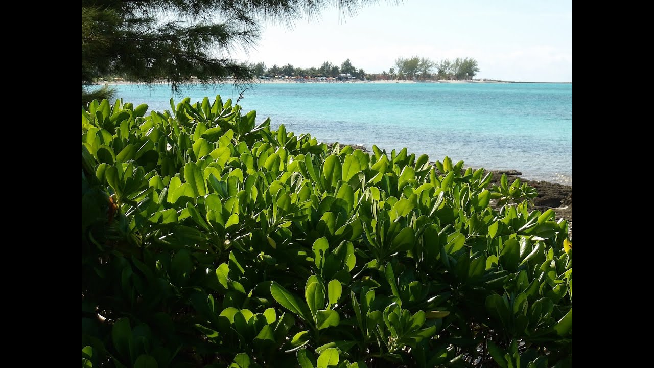 Castaway Cay vs  Lookout Cay