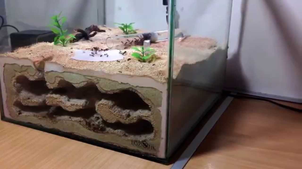 Formicarium &Ouml;n Bilgi - Karınca &Ccedil;iftliğim