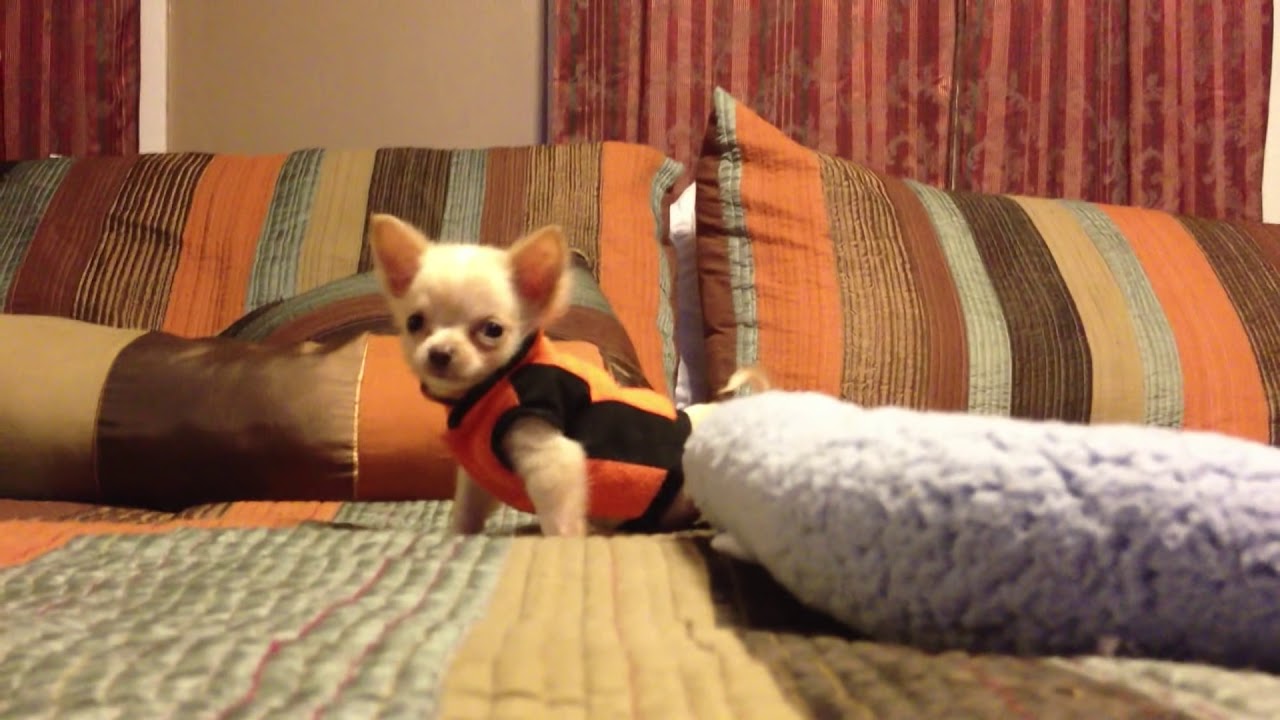 Chihuahua Puppy says no !!!!