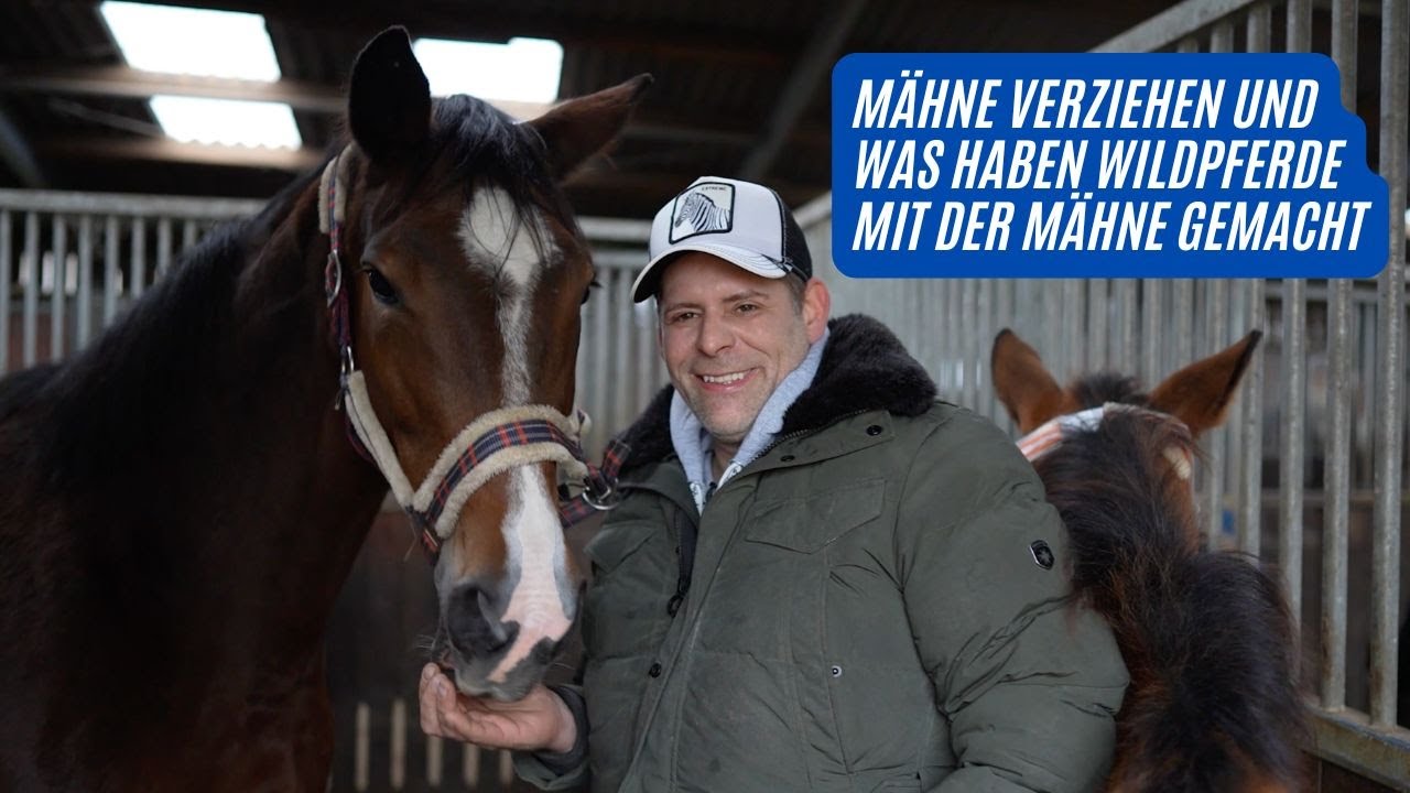 Mähne verziehen und was haben Wilpferde mit der Mähne gemacht