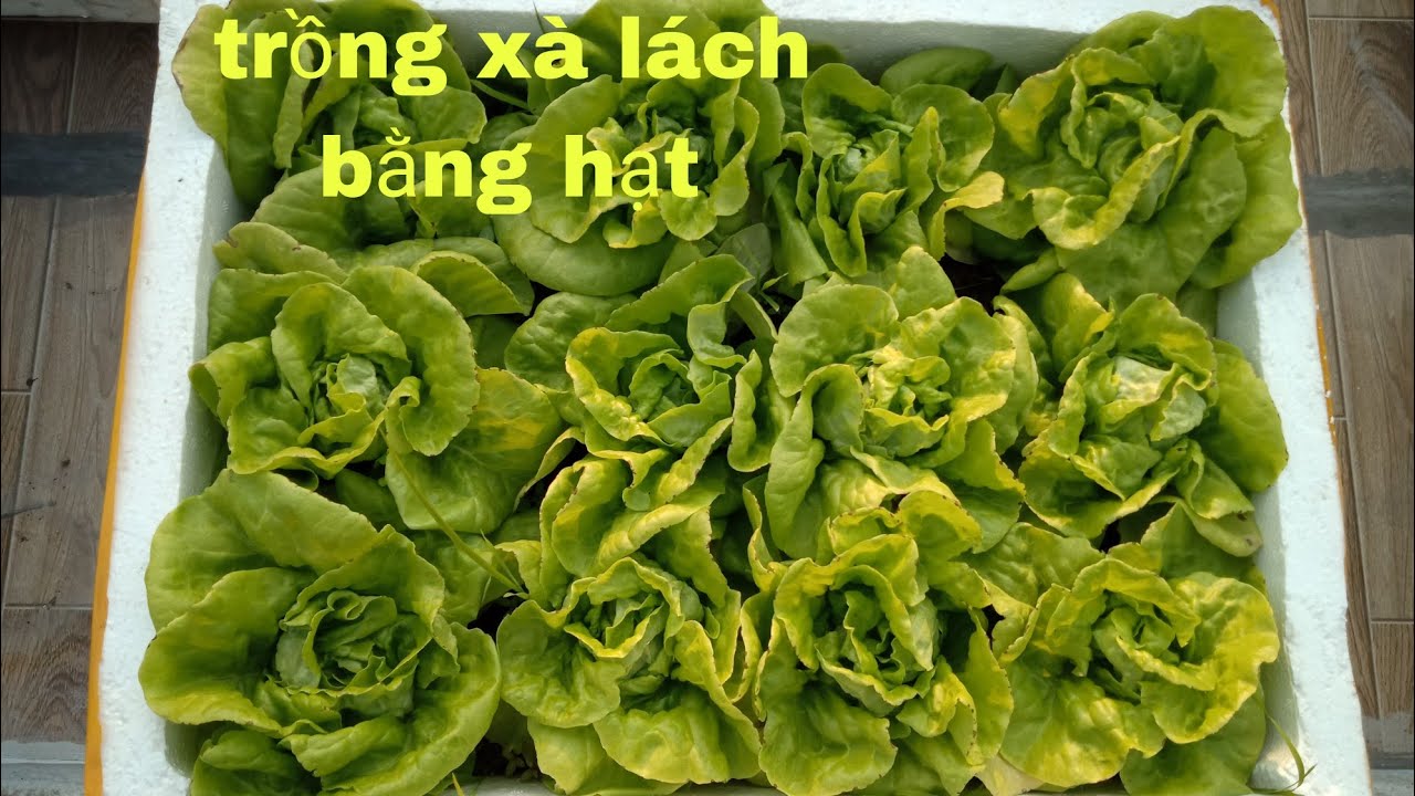Hướng dẫn cách trồng rau xà lách bằng hạt
