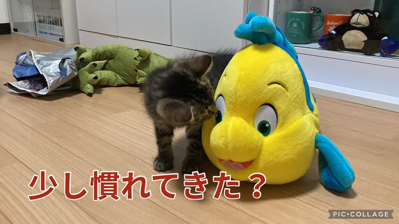 【過去動画②】①のその後