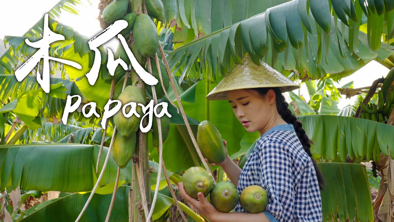 「一席一果」——生吃亦美味的木瓜【滇西小哥】