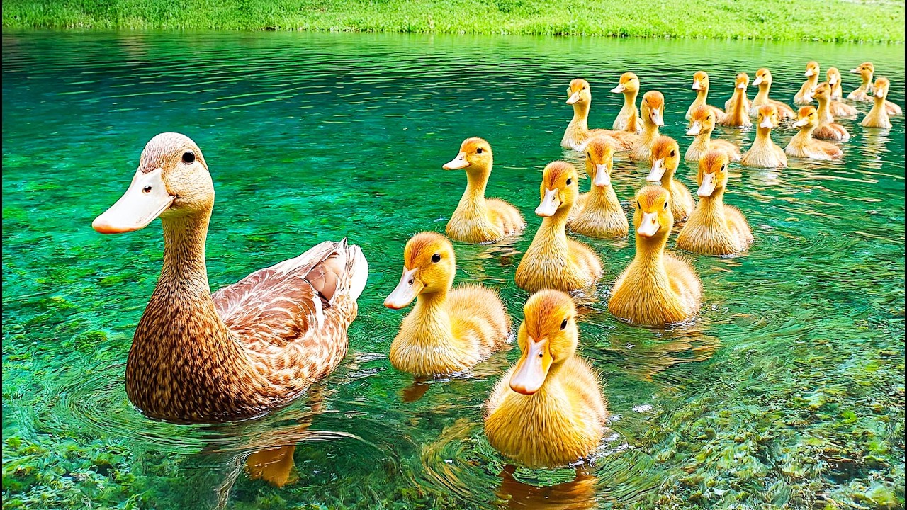 Следуйте за спокойным потоком 🦆 Утка-мать и утята на изумрудной воде под нежную целебную музыку 🌿🎶