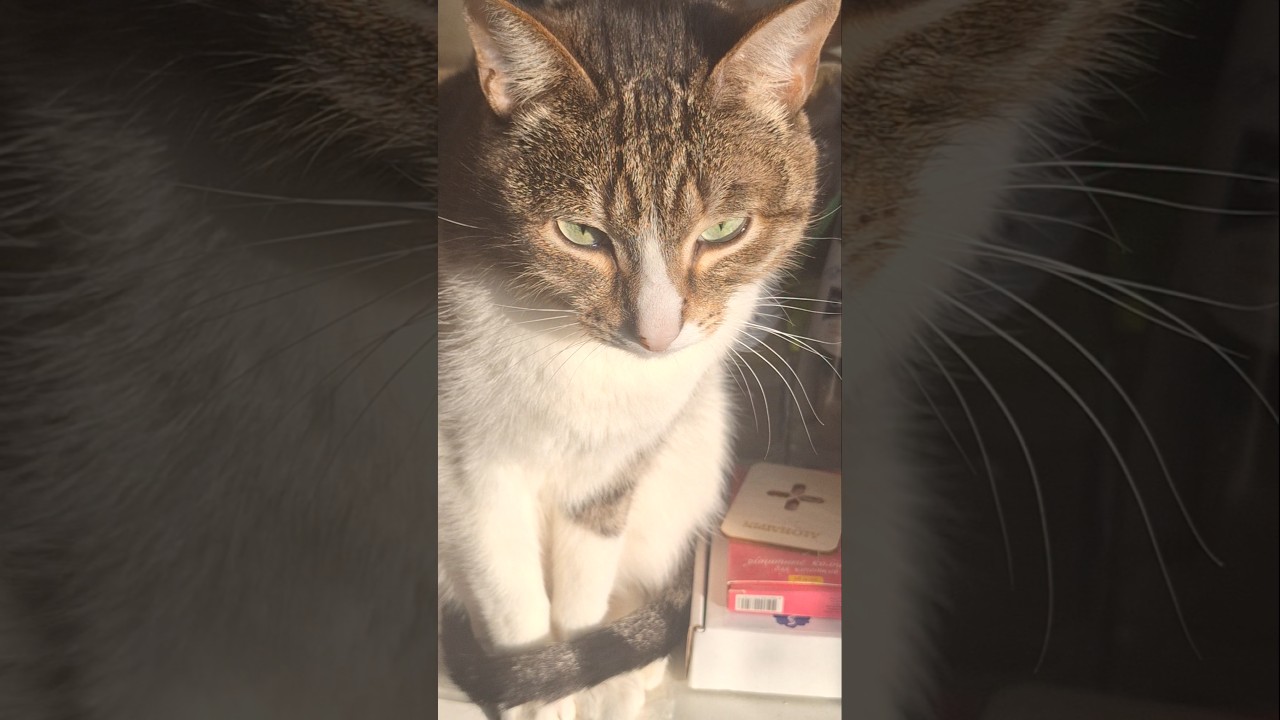 #cat #sun #cute #sunset #carlthecat #love #kitten #шамзин #funny #cats #fun #pets #catvideos #котики