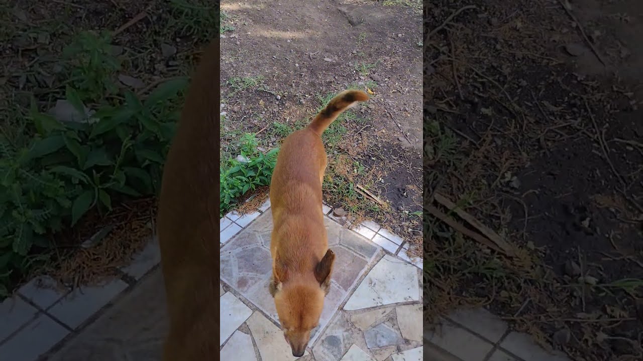 Dogs - 16th January 2024 - Part 2 - Saint Kitts, Caribbean Island #shorts