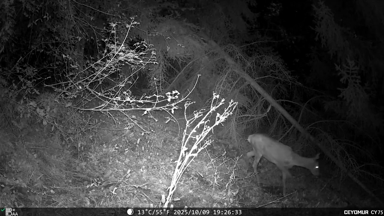 Fauna del 9 Ottobre 2025 – Gatto, Capriolo, Cervo, Tasso | Appennino bolognese | RoffenoWild