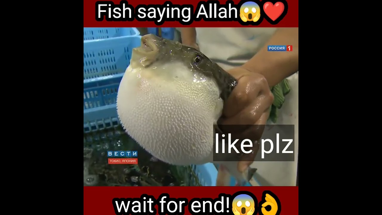 Fish 🐠 saying Allah 😱❤️ Miracle of Allah #miracle #shorts