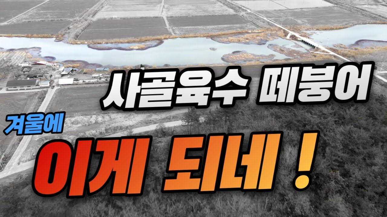사골육수 물색에 떼붕어 월척!! 이게 되네
