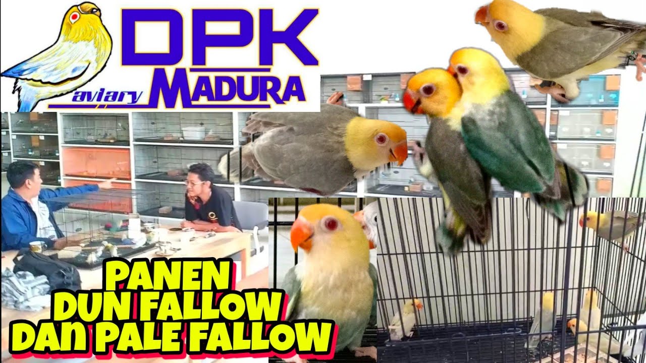 Panen Lovebird DUN FALLOW dan PALE FALLOW di DPK AVIARY MADURA mewah mewah_ SULTAN AKBAR