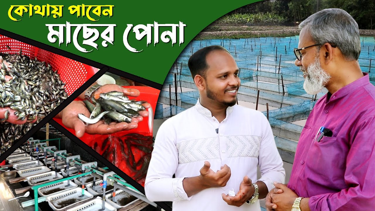 1134-মাছের পোনা, দেশের সোনা। কোথায় পাবেন জেনেনিন- র.ই মানিক। R.I.Manik.Chitrapuri Krishichitra